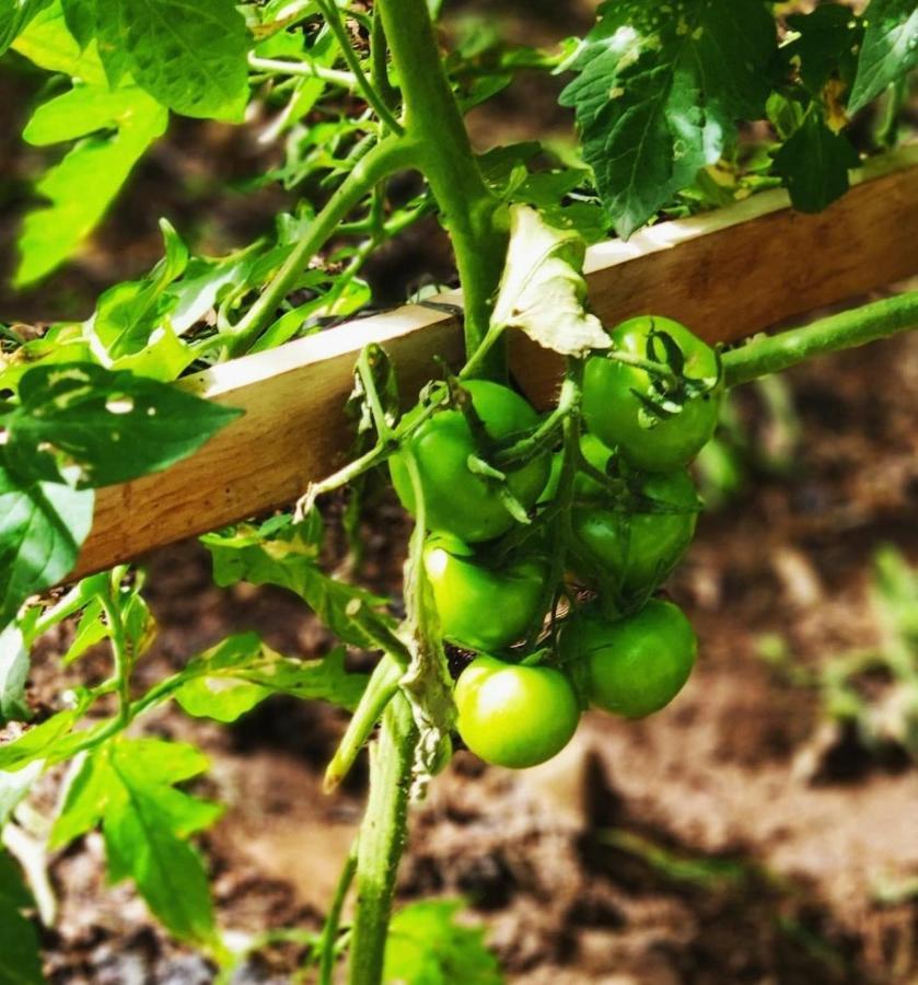 La Chimenea Verde 塔科龙特 外观 照片